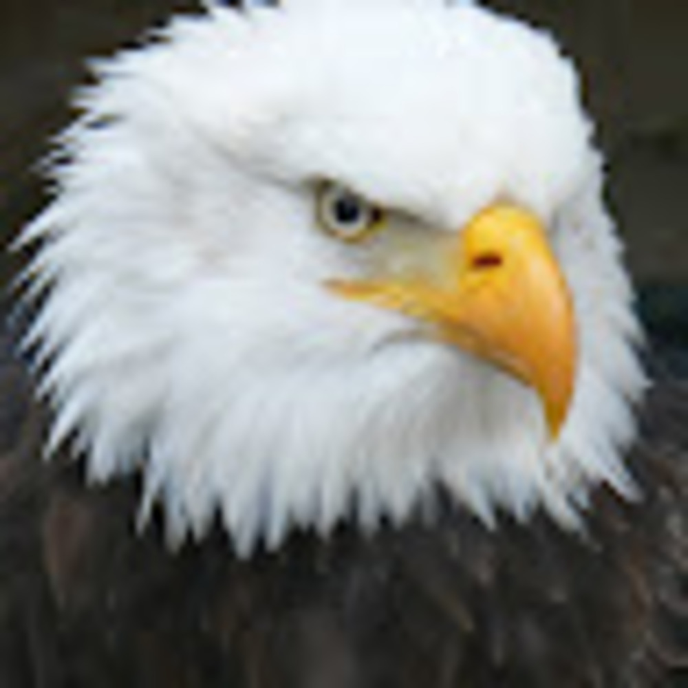 Meet your Posher, Tom